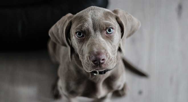 Salmonella riski nedeniyle köpek mamaları geri çağırıldı