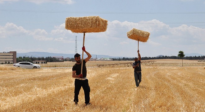 Samana rağbet çiftçiyi sevindirdi