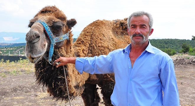 Şampiyon deve kurbanlık oldu