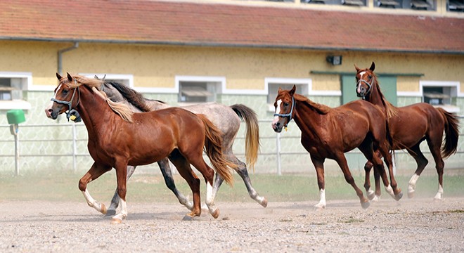 Şampiyon safkan Arap atlarının tayları, Karacabey'de yetiştiriliyor