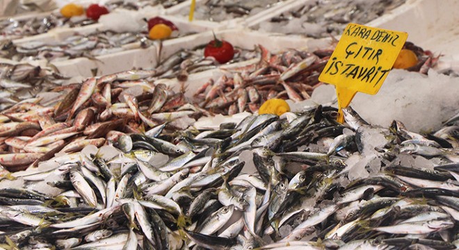 Samsun'da istavrit bolluğu; kilosu 8 TL'ye düştü