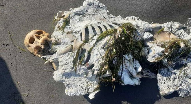 Samsun'da kıyıya vuran iskelete inceleme