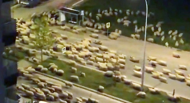 Samsun'da koyun sürüsü, caddeyi kapattı
