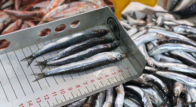 Samsun'da tezgahlarda balık boyları denetlendi