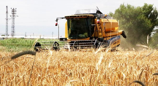 Sandıklı'da hububat hasadı başladı