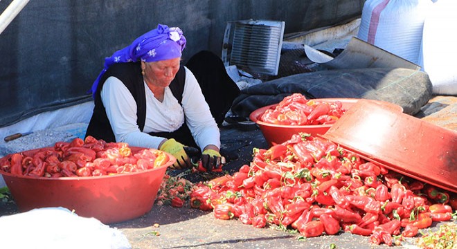 Şanlıurfa'da, kadınların 'acı' mesaisi