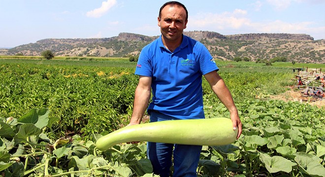 Tohumdan 1 metrelik kabak yetiştirdi