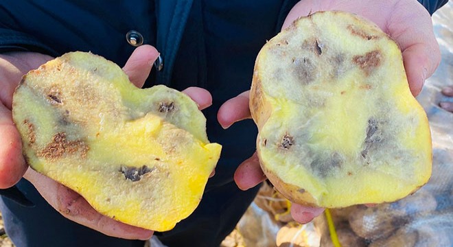 Şanlıurfa’da 20 ton çürük patates ele geçti