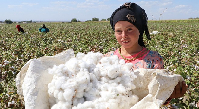 Şanlıurfa da  beyaz altın  hasadı