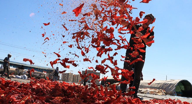 Şanlıurfa da isot, 10 bin kişiye geçim kaynağı oldu