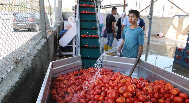 Şanlıurfa’da salça sezonu başladı