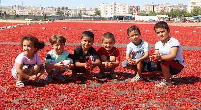 Şanlıurfalıların 'acı' mesaisi başladı
