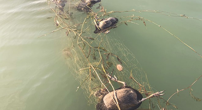 Sapanca Gölü'ne bırakılan ağ imha edilecek