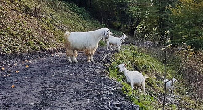 Sapanca'da hayvanların kafeste tutulduğu iddiası