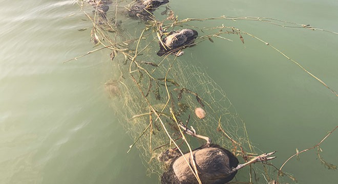 Sapanca Gölü ne bırakılan ağ imha edilecek