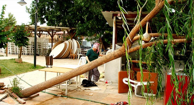 Sarıgöl'de kuvvetli rüzgarda ağaç devrildi