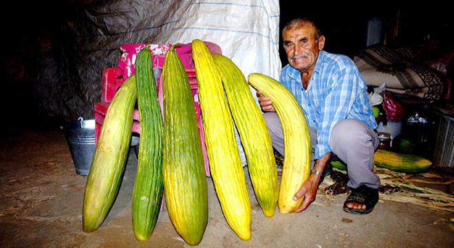 Sarıgöl'de devasa acur yetiştirdi
