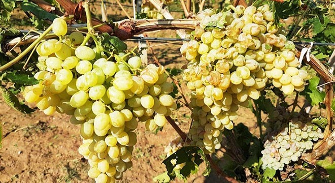 Sarıgöl'de dolu ve fırtına üzüm bağlarını vurdu