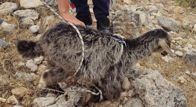 Sarnıca düşen kuzuya, 3 saatlik kurtarma operasyonu
