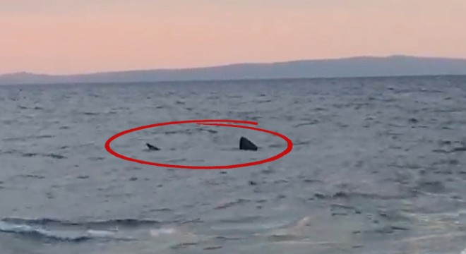 Saros'ta '7 metrelik' köpekbalığı cep telefonu kamerasında