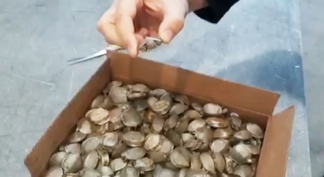 Sarp Sınır Kapısı'nda, 250 istilacı su kaplumbağası ele geçirildi