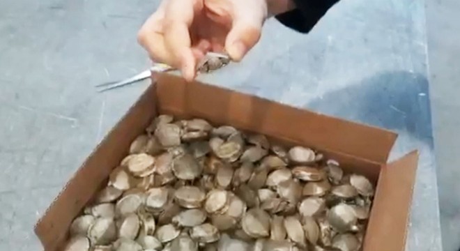 Sarp Sınır Kapısı nda, 250 istilacı su kaplumbağası ele geçirildi