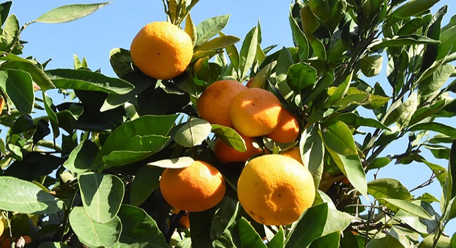 Satsuma cinsi mandalinada, hasat zamanı