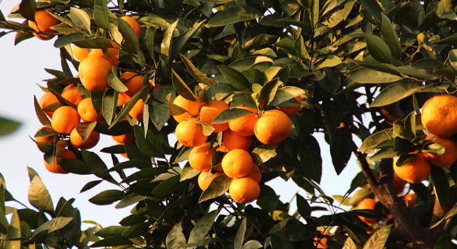 Satsuma cinsi mandalinada hasat zamanı