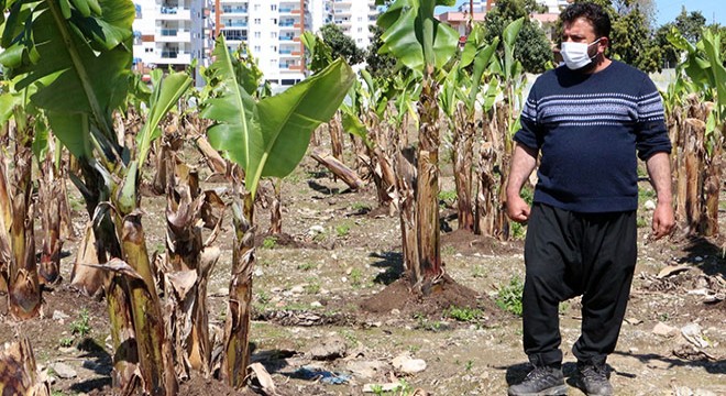 Sebze ve meyve üssü Antalya da üretim aralıksız sürdü