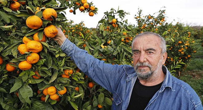 Seferihisar mandalinasını mantar hastalığı vurdu