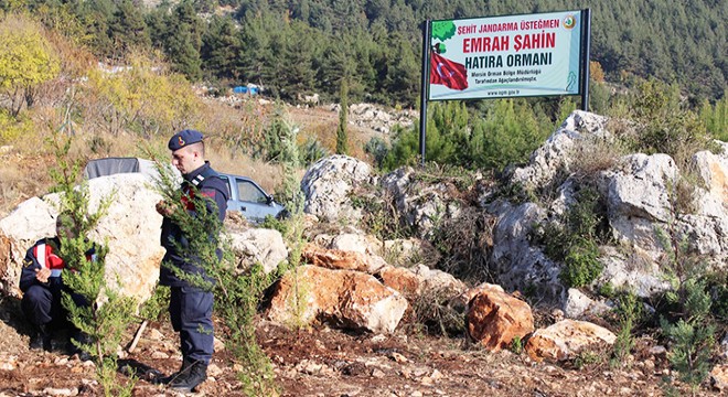 Şehidin adı hatıra ormanı ile yaşayacak