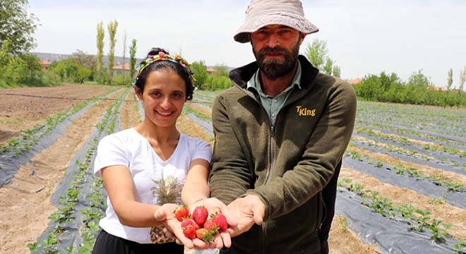 Şehirden köye dönen çift, çilek üreticisi oldu