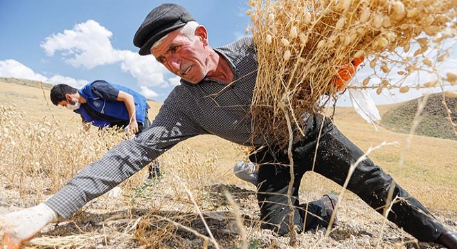 Şehit babasının tarlasını gençler hasat etti