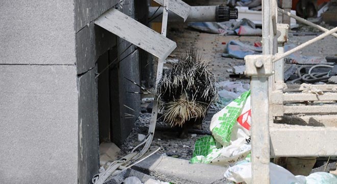Şehre inen oklu kirpiyi, 5 saatte yakalayabildiler