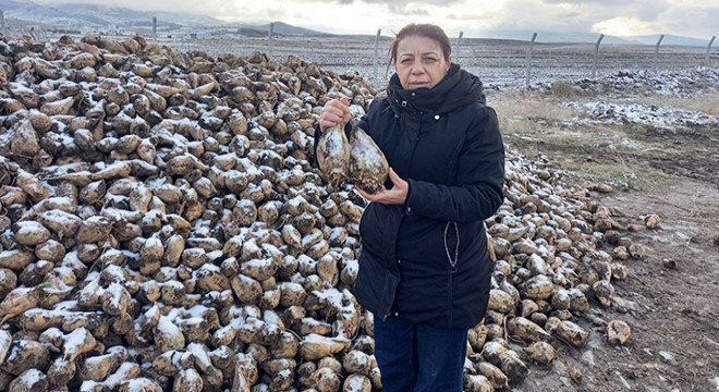 Şeker pancarında rekolte hedefi 100 bin ton