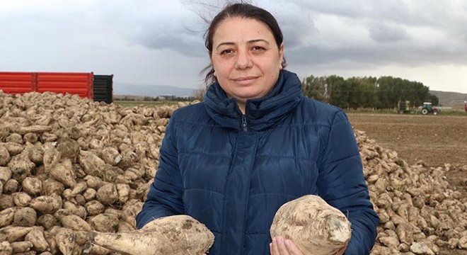 Şeker pancarı alım fiyatı, üreticiyi memnun etmedi