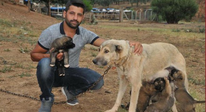 Sel sularına kapılan yavru köpekleri boğulmaktan kurtarmış