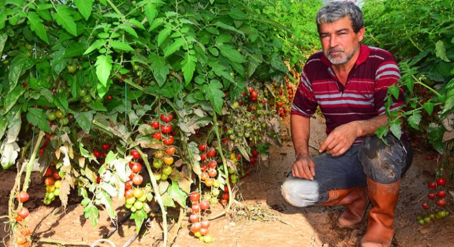 Sel mağduru çiftçiler, ürününü kurtarmaya çalışıyor