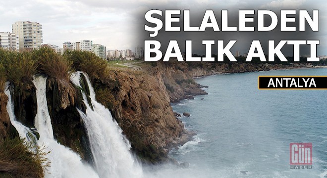 Şelaleden dökülen balıklar denizde martılara yem oldu