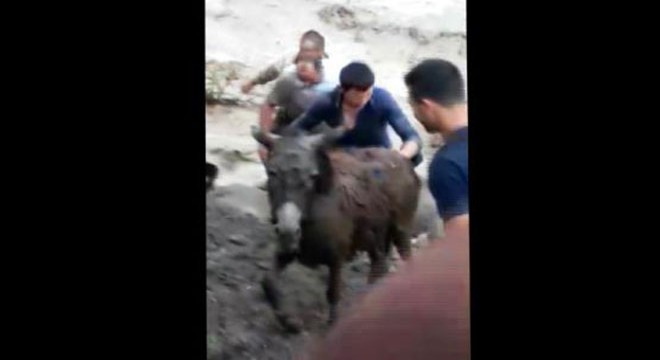 Sele kapılan eşeği güçlükle kurtardılar
