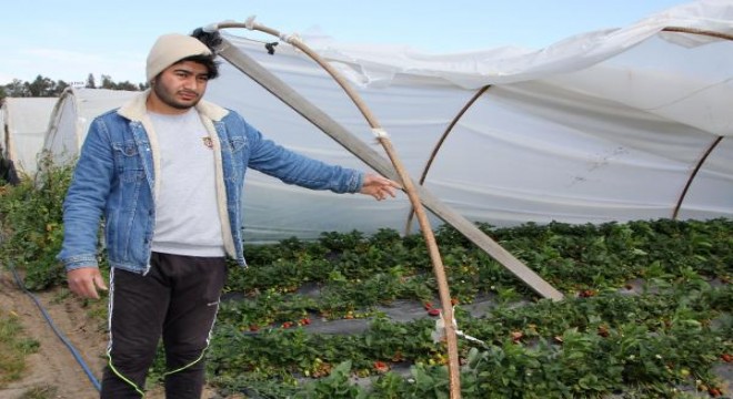Sera örtüleri uçtu, 18 dönümde ürünler zarar gördü