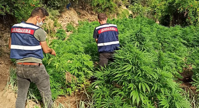 Serada Hint keneviri yetiştiren 2 kişiye gözatlı