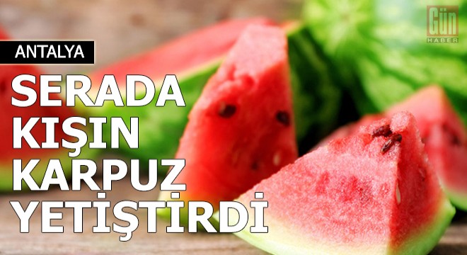 Serada kışın karpuz yetiştirdi