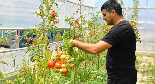 Serada yetişen sebzeler ihtiyaç sahiplerine dağıtılıyor