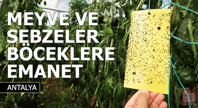 Seradaki meyve ve sebzeler, böceklere emanet