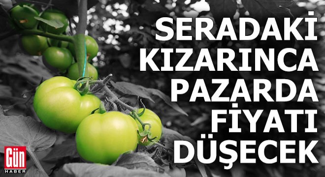 Seradaki domates kızarınca pazarda fiyatı ucuzlayacak