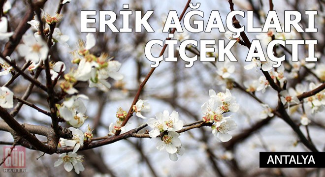 Seradaki erik ağaçları çiçek açtı