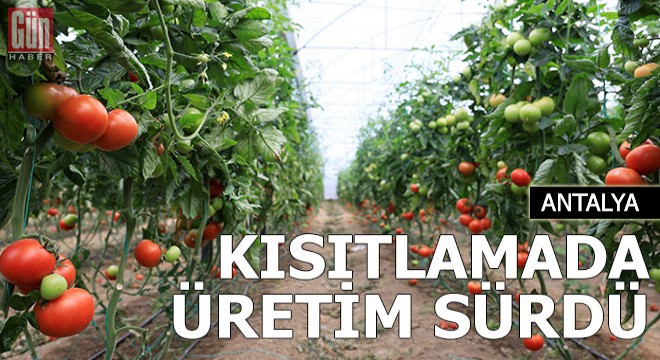 Seralarda kısıtlamaya rağmen üretim sürdü