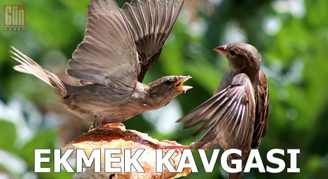 Serçelerin ‘ekmek kavgası’