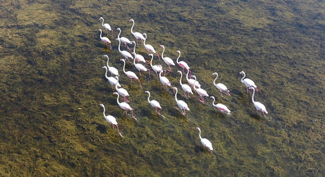 Serçin'e flamingo akını